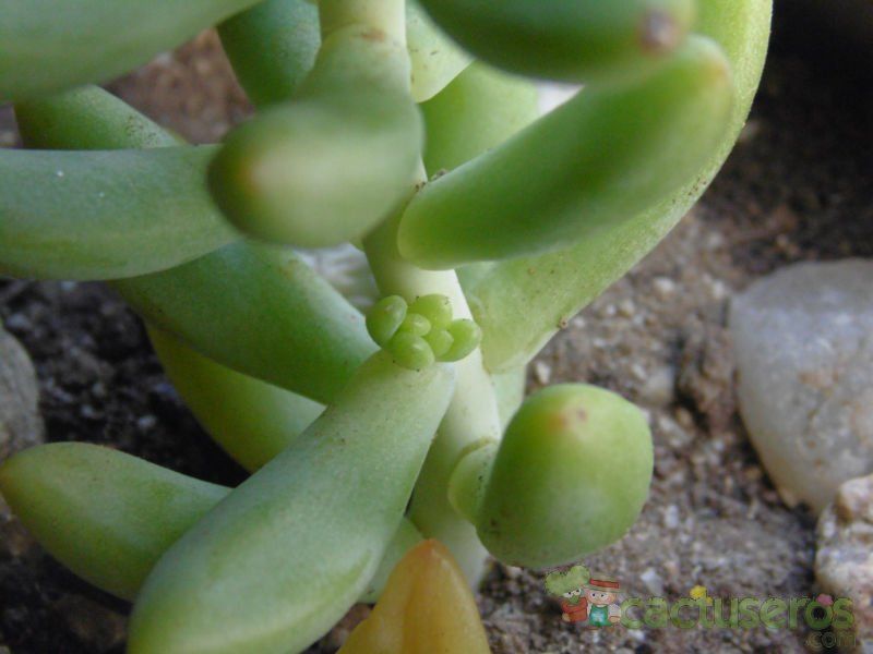 Una foto de Sedeveria x Hummellii (Sedum pachyphyllum x Echeveria derenbergii) (HIBRIDO)