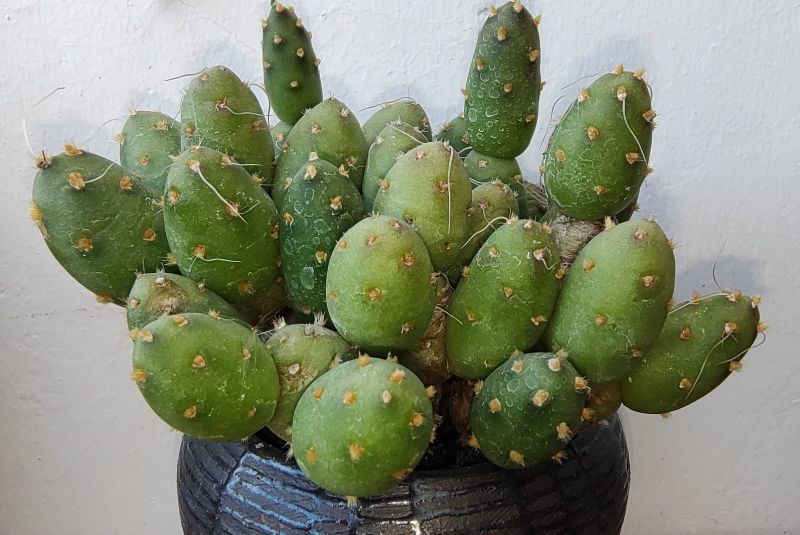 Una foto de Maihueniopsis minuta