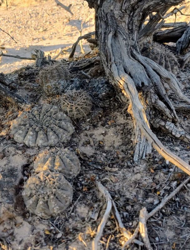 Una foto de Gymnocalycium bodenbenderianum