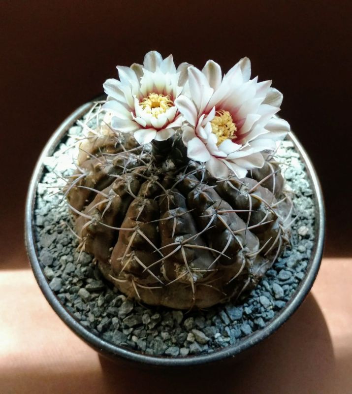 Una foto de Gymnocalycium bodenbenderianum