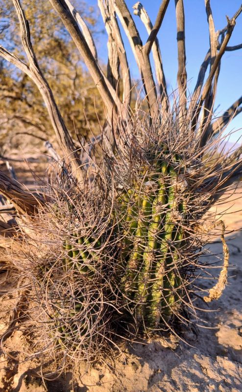 Una foto de Echinopsis leucantha