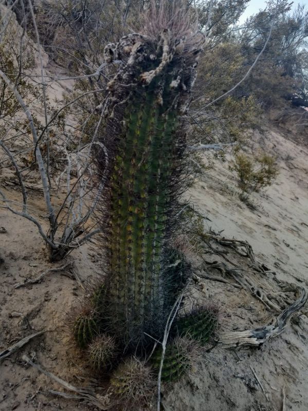 Una foto de Echinopsis leucantha