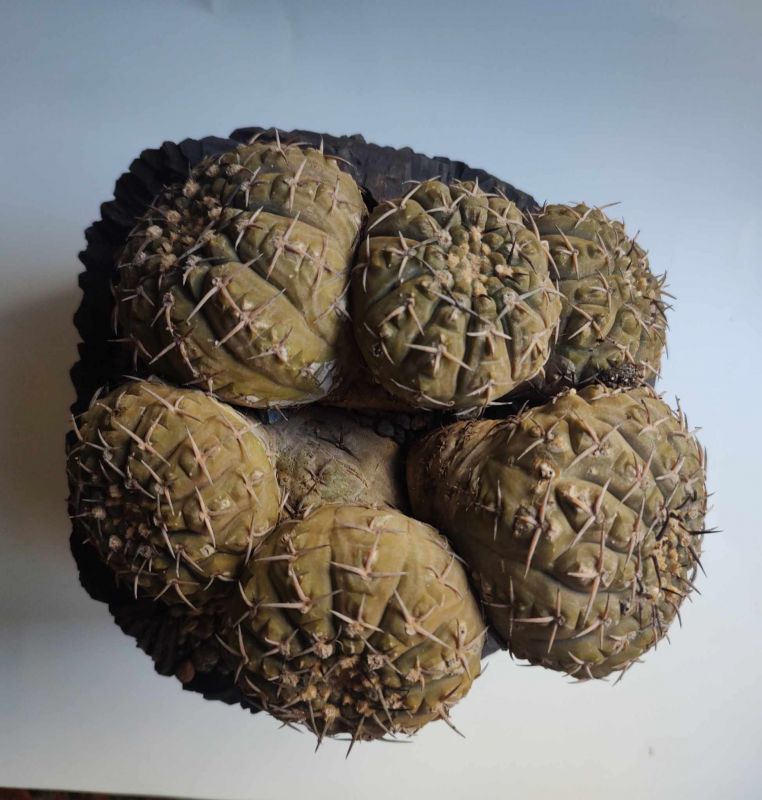 Foto de un cactus que se está identificando actualmente