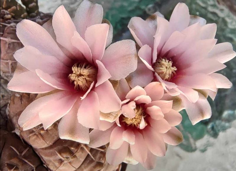 Foto de un cactus que se está identificando actualmente