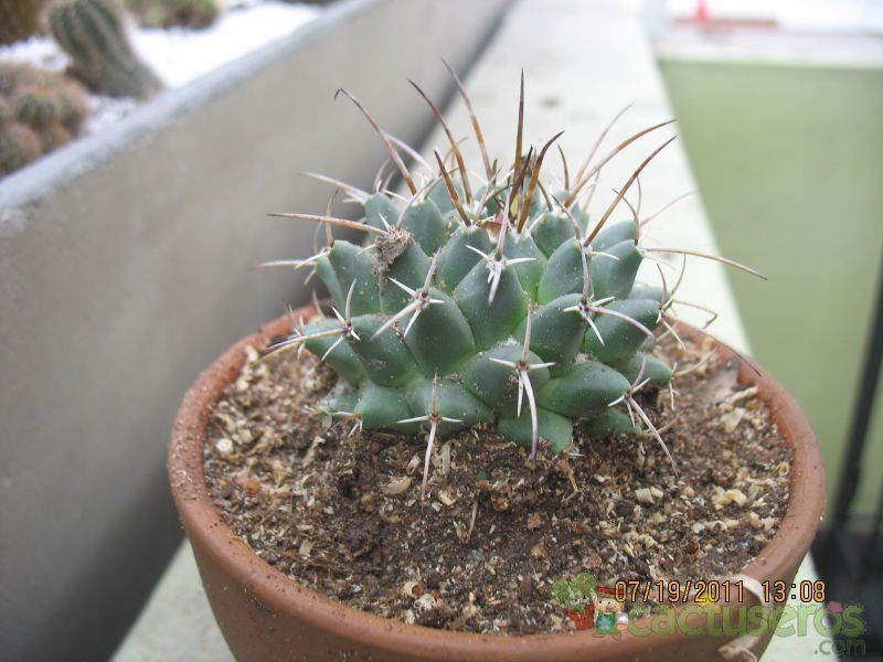 A photo of Mammillaria magnimamma