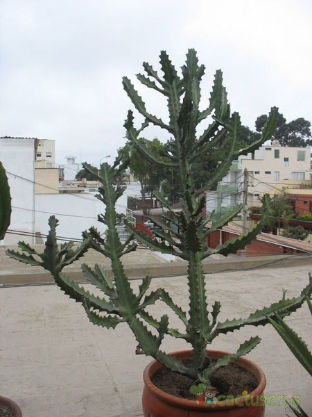 A photo of Euphorbia lactea