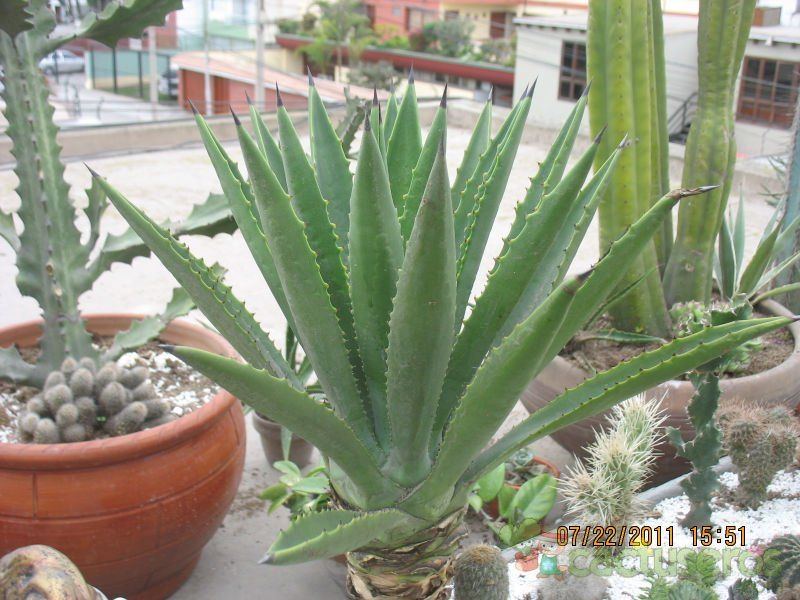 A photo of Agave decipiens