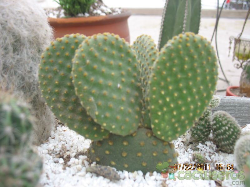 A photo of Opuntia microdasys subsp. microdasys