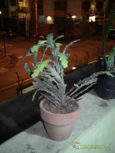 Una foto de Euphorbia ramipressa