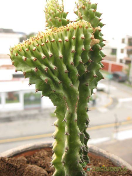 A photo of Euphorbia abyssinica fma. crestada