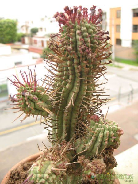 A photo of Euphorbia fimbriata