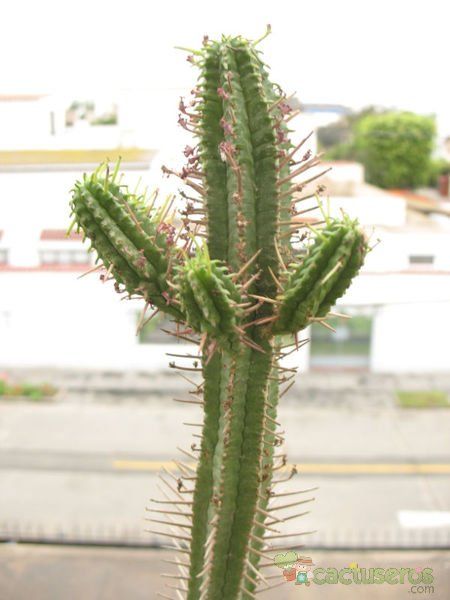 Una foto de Euphorbia pentagona