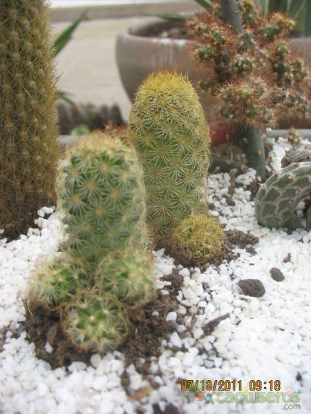 A photo of Mammillaria elongata