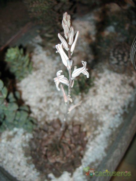Una foto de Haworthia cooperi