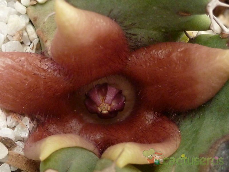 Una foto de Duvaliandra dioscoridis