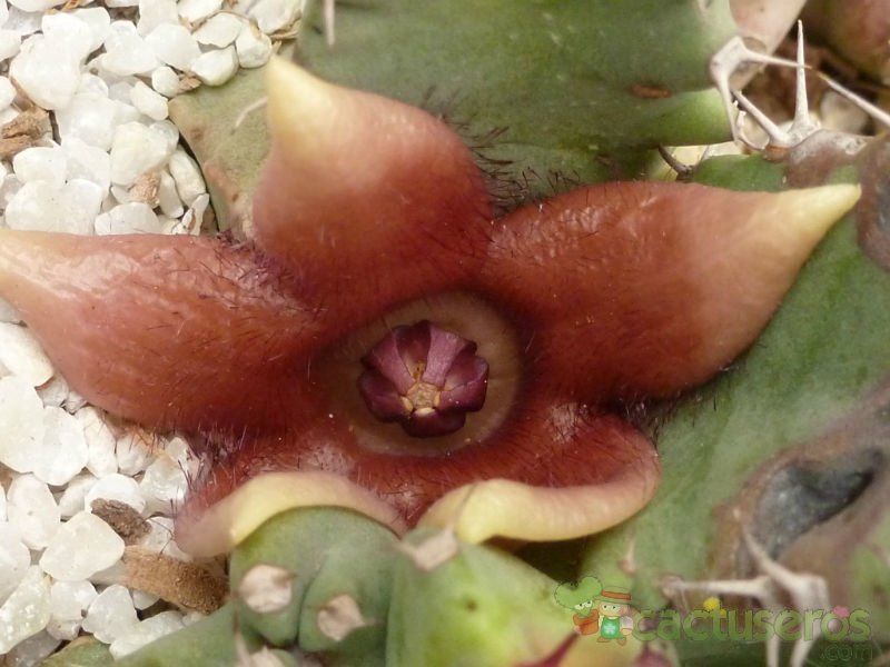 A photo of Duvaliandra dioscoridis