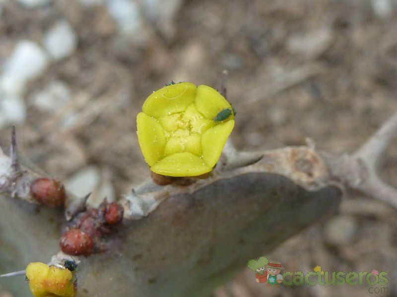 A photo of Euphorbia grandicornis