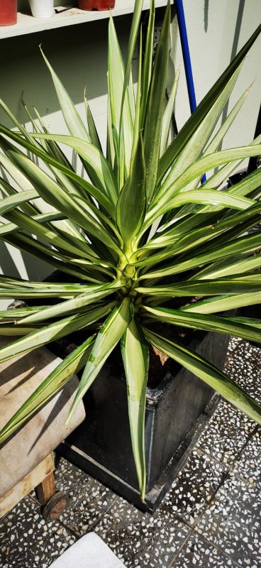 Una foto de Yucca gloriosa var. tristis