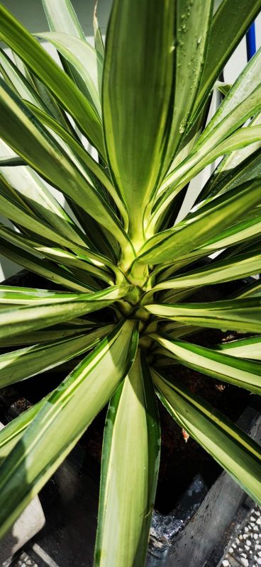 Una foto de Yucca gloriosa var. tristis
