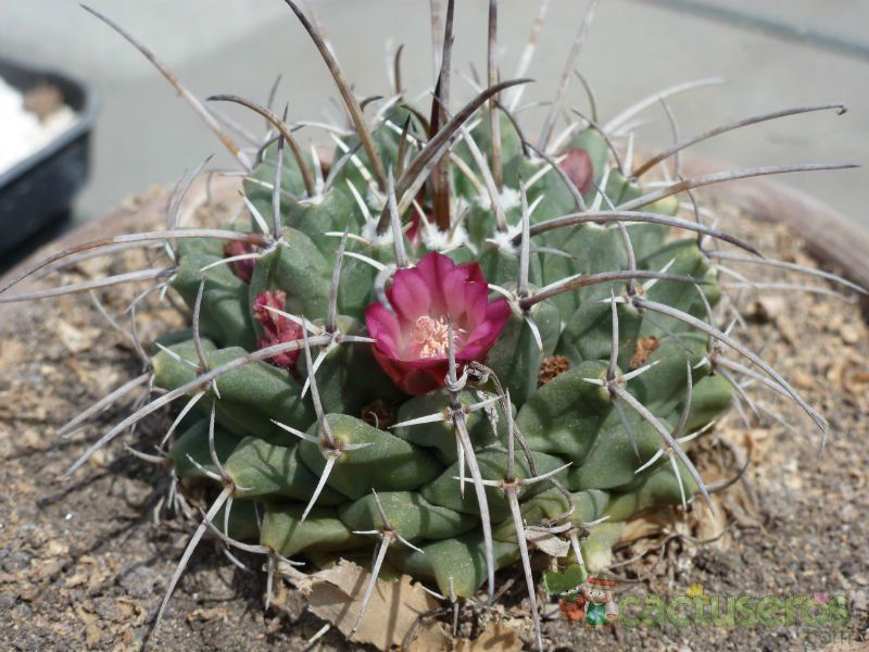 A photo of Mammillaria magnimamma