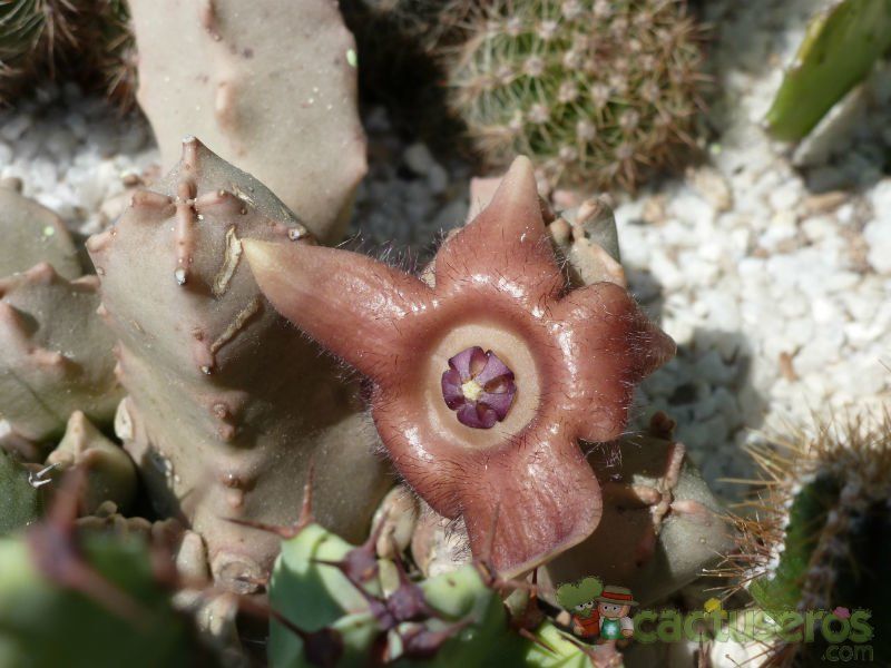 A photo of Duvaliandra dioscoridis