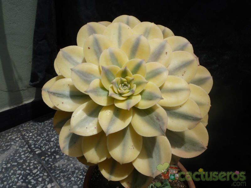 Una foto de Aeonium decorum cv. Sunburst