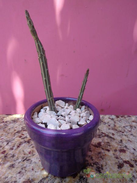 Una foto de Kleinia gregorii