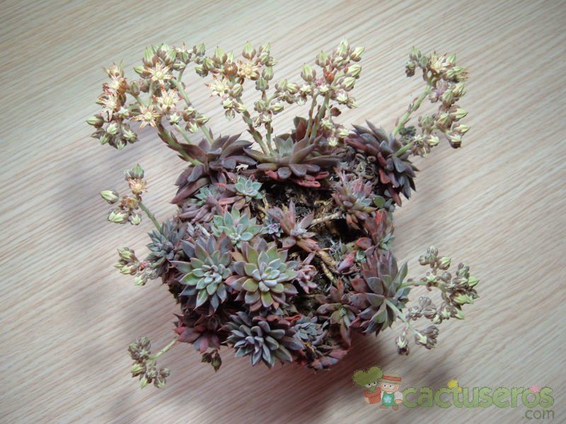 A photo of Graptopetalum rusbyi