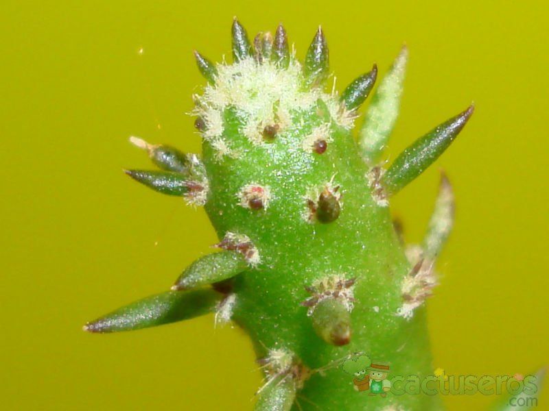 Una foto de Austrocylindropuntia subulata f. monstruosa