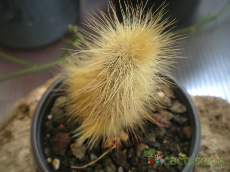 Una foto de Echinocereus longisetus