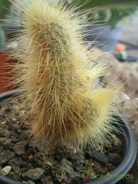 Una foto de Echinocereus longisetus