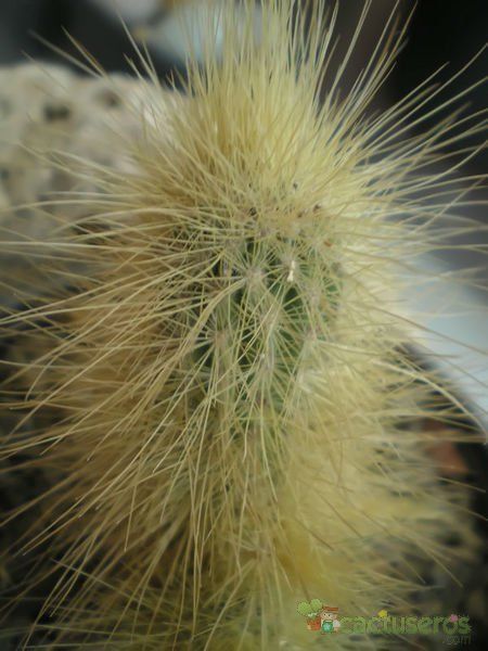 Una foto de Echinocereus longisetus