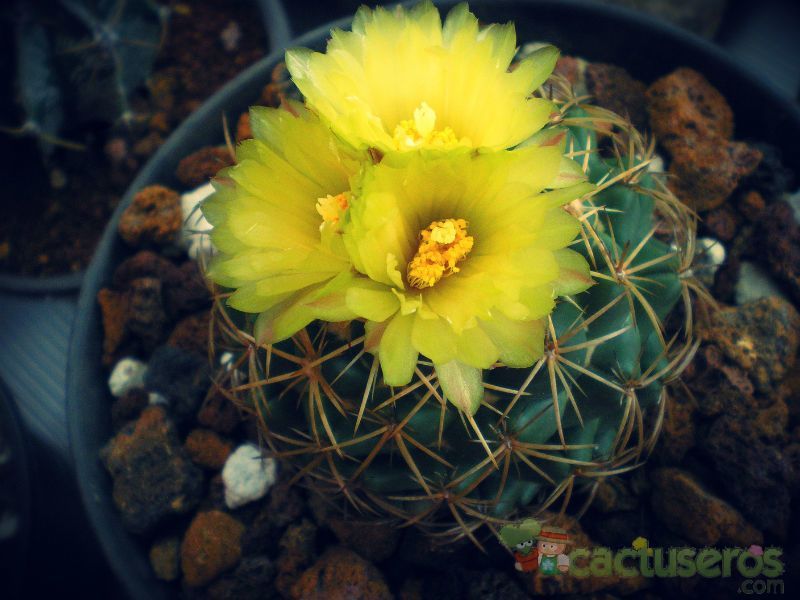 A photo of Coryphantha elephantidens