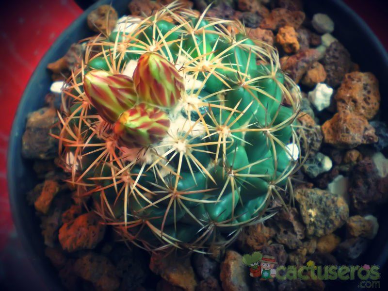 A photo of Coryphantha elephantidens