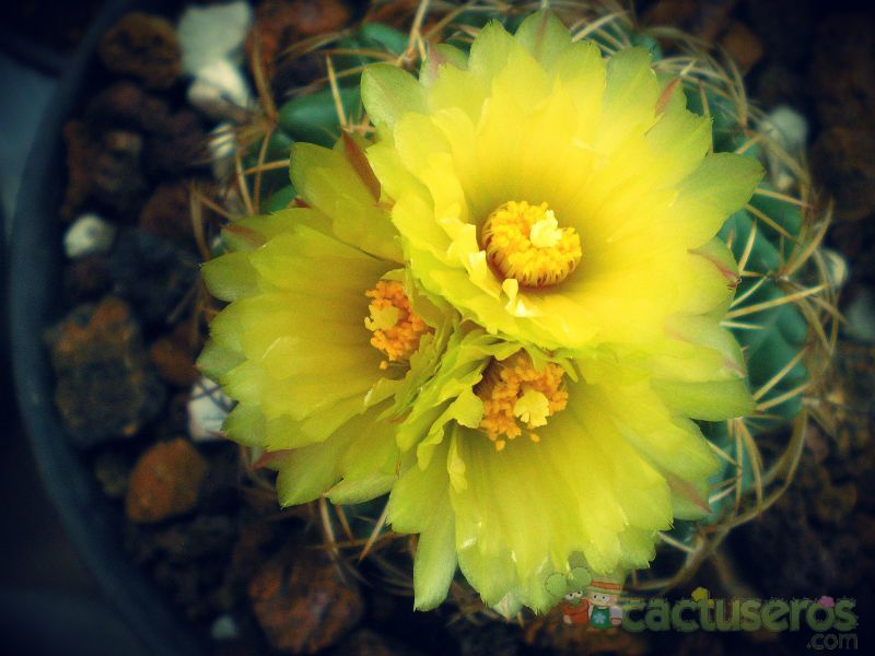 A photo of Coryphantha elephantidens