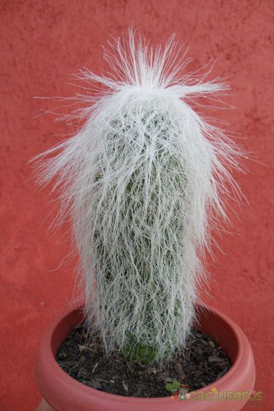 A photo of Cephalocereus senilis