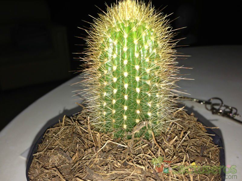 Una foto de Micranthocereus estevesii