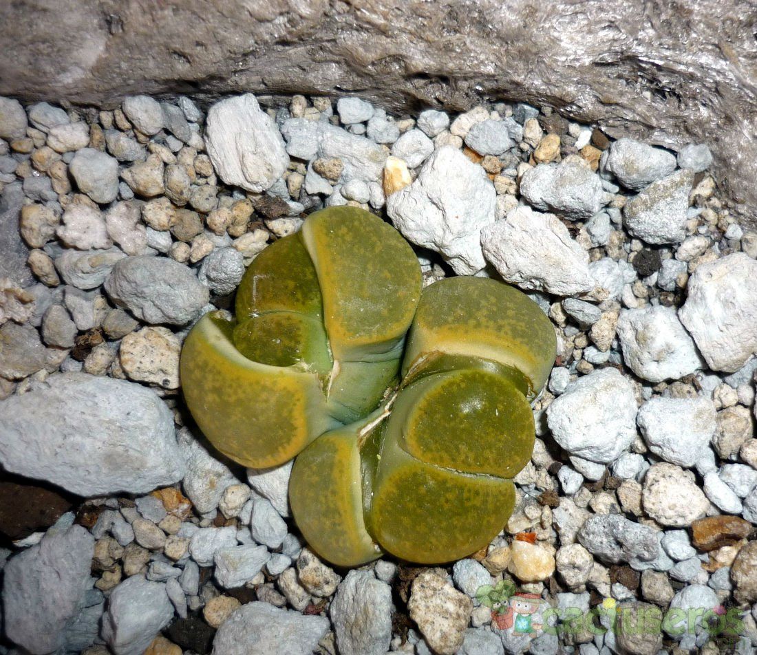 Una foto de Lithops lesliei ssp. lesliei var. lesliei cv. Albinica