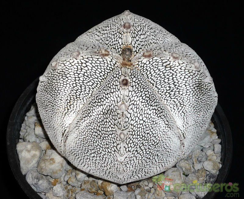 A photo of Astrophytum myriostigma cv. ONZUKA