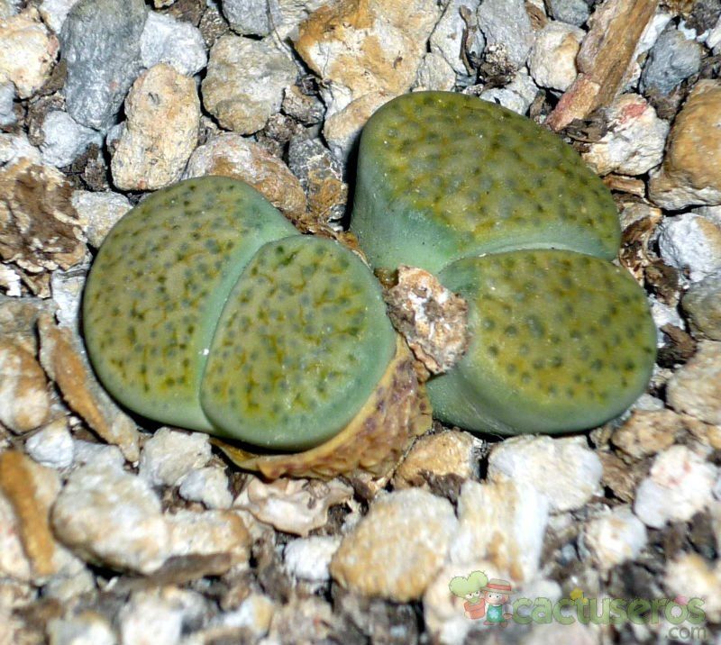 A photo of Lithops fulviceps var. fulviceps fma. aurea