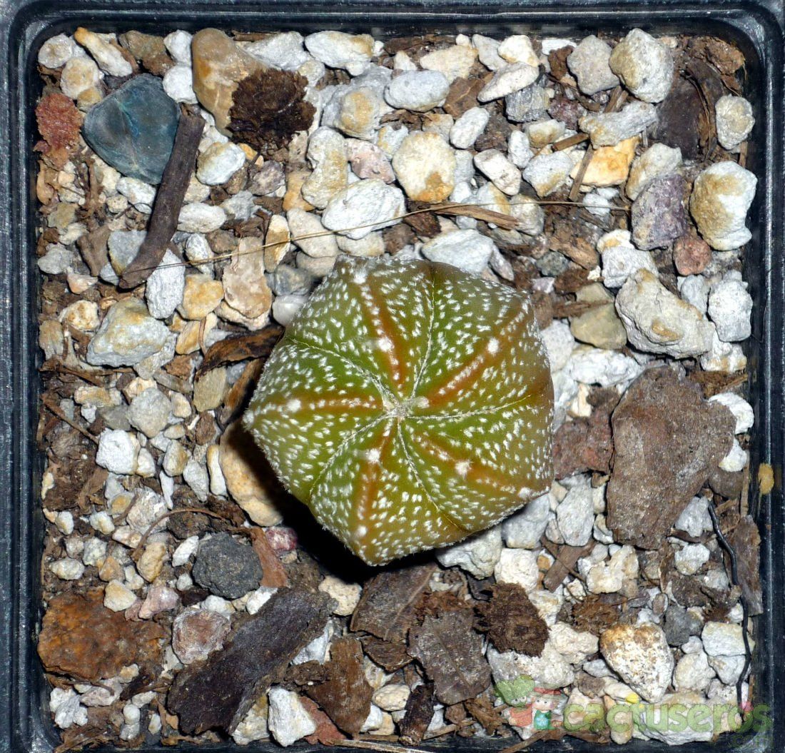 A photo of Astrophytum asterias fma. variegada