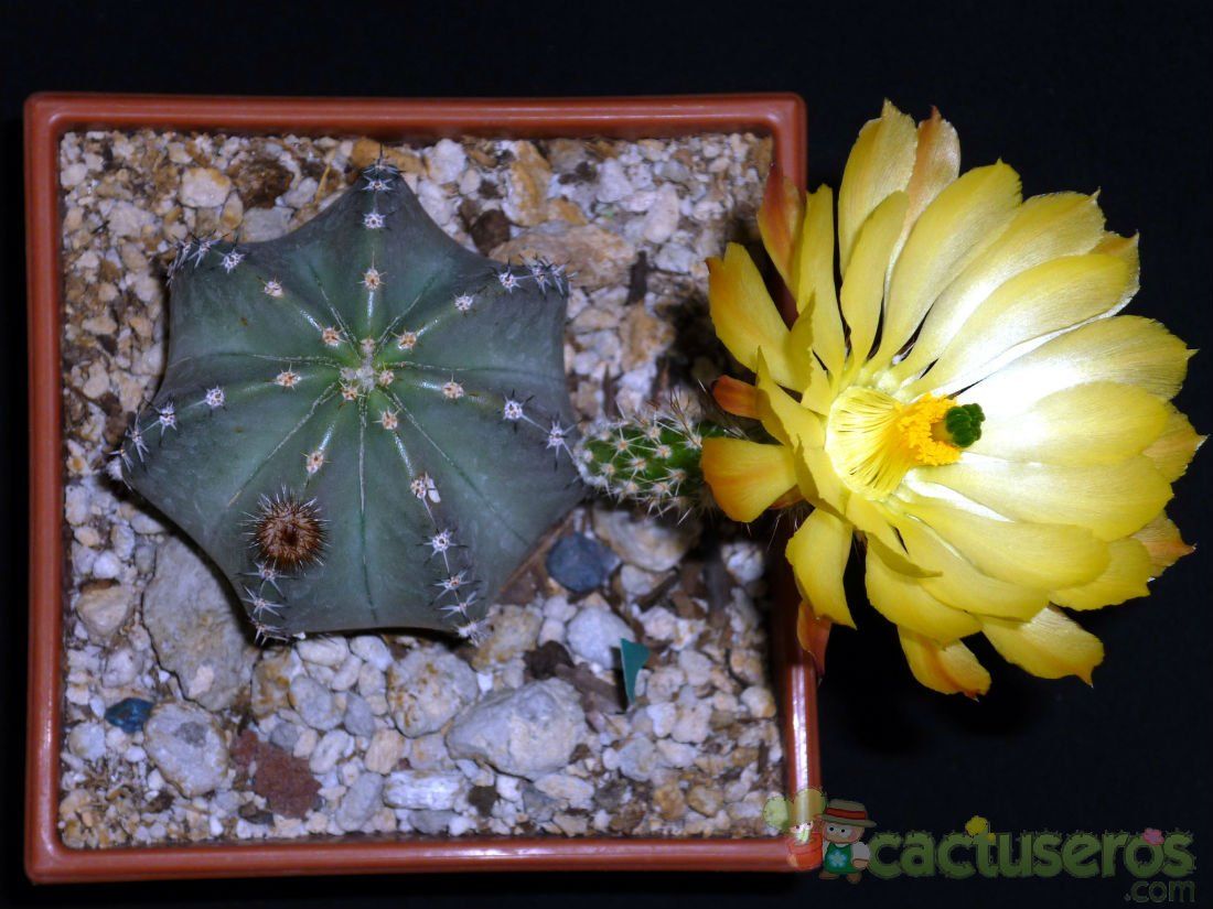 A photo of Echinocereus subinermis