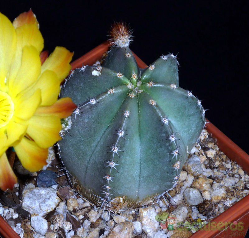 A photo of Echinocereus subinermis