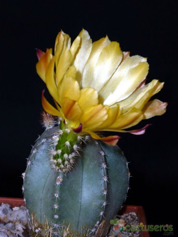 A photo of Echinocereus subinermis