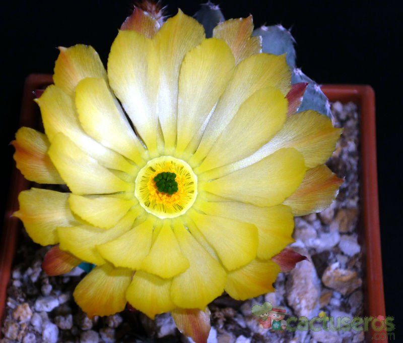 A photo of Echinocereus subinermis