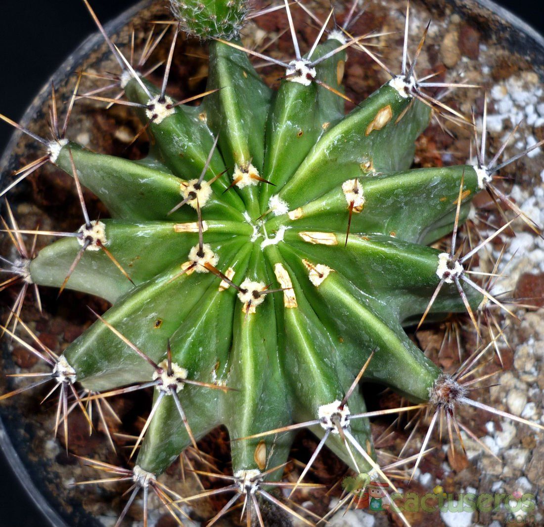 A photo of Echinopsis rhodotricha