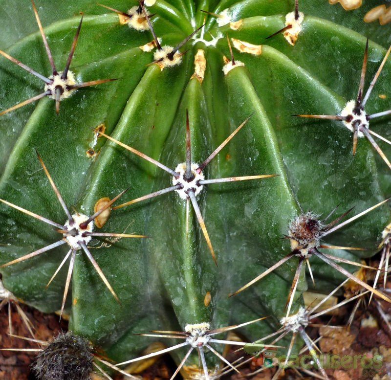 A photo of Echinopsis rhodotricha