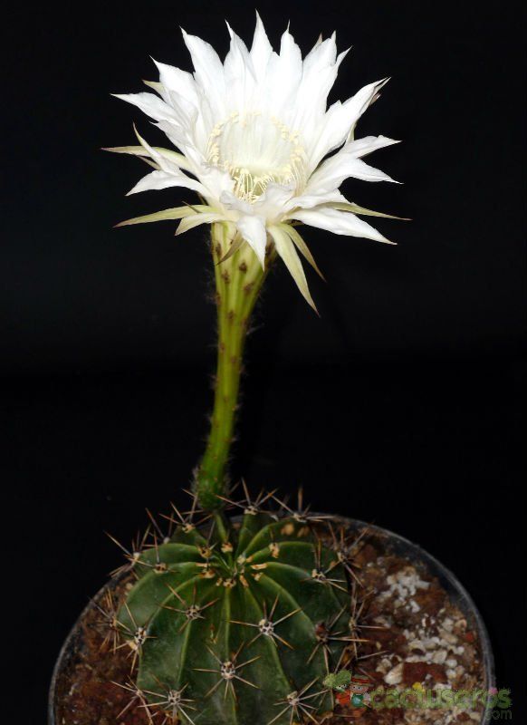 A photo of Echinopsis rhodotricha