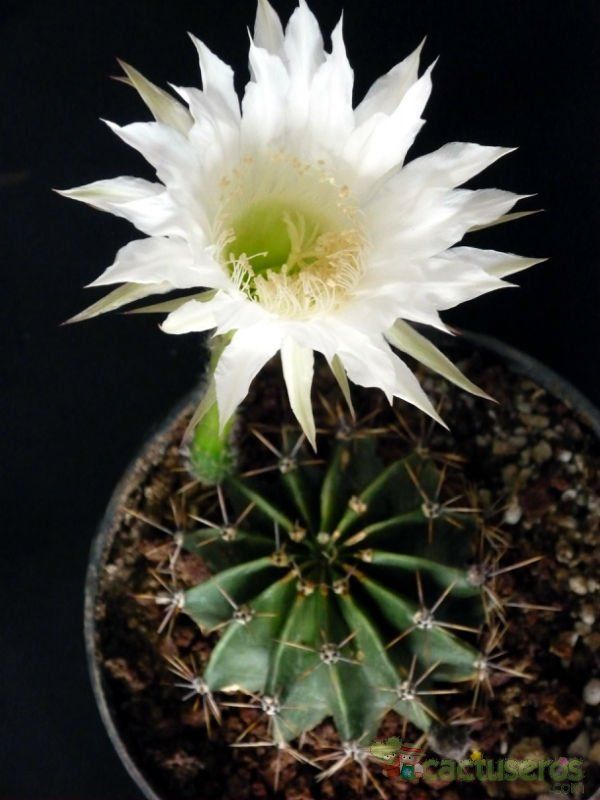 A photo of Echinopsis rhodotricha