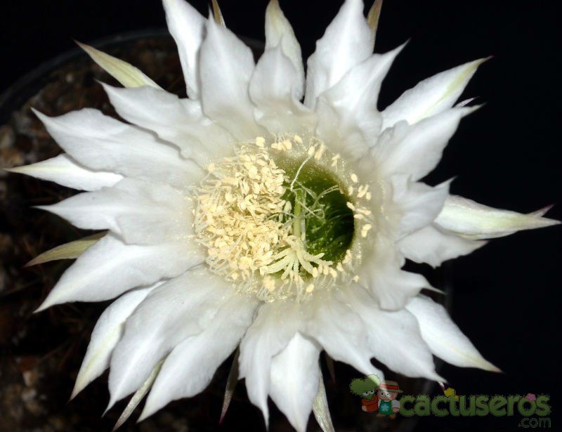 A photo of Echinopsis rhodotricha
